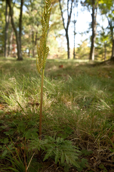 Botrychium dissectum Meigs