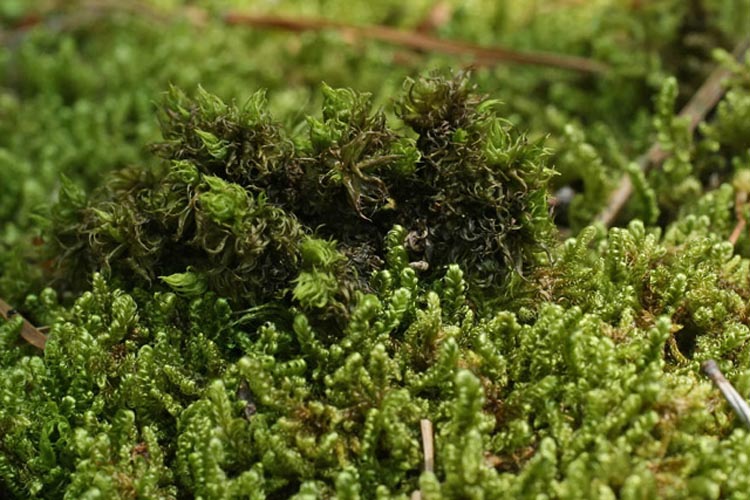Dicranum spurium Dicranum spurium