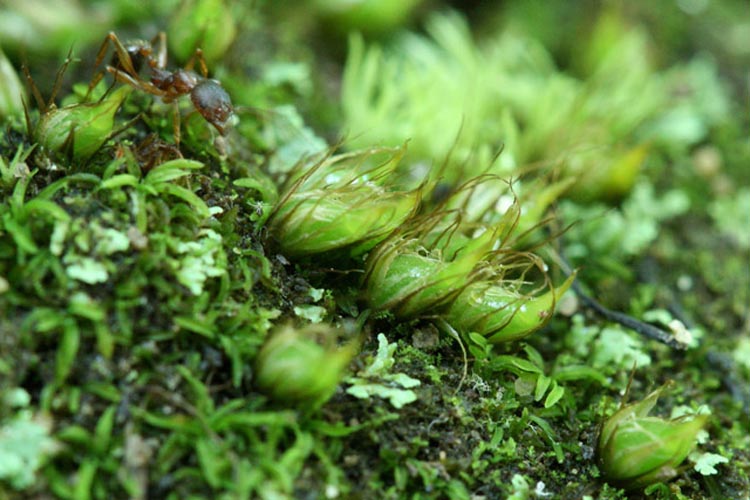 Diphyscium foliosum Diphyscium foliosum