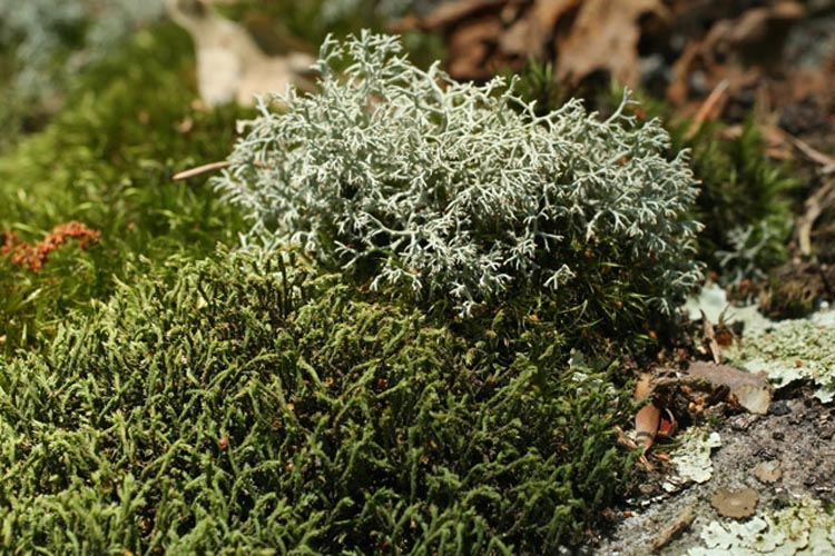 Hedwigia ciliata and Cladonia subtenuis Hedwigia ciliata and Cladonia subtenuis