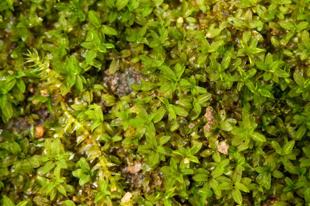 acrocarpus moss 