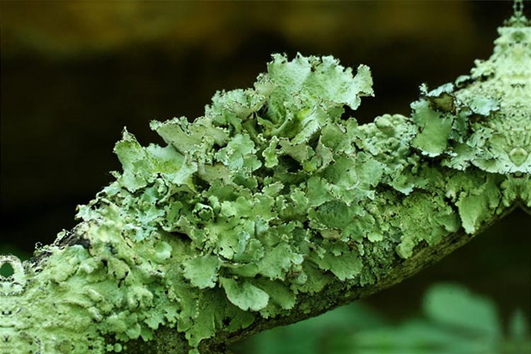 Parmotrema hypotropum Parmotrema hypotropum