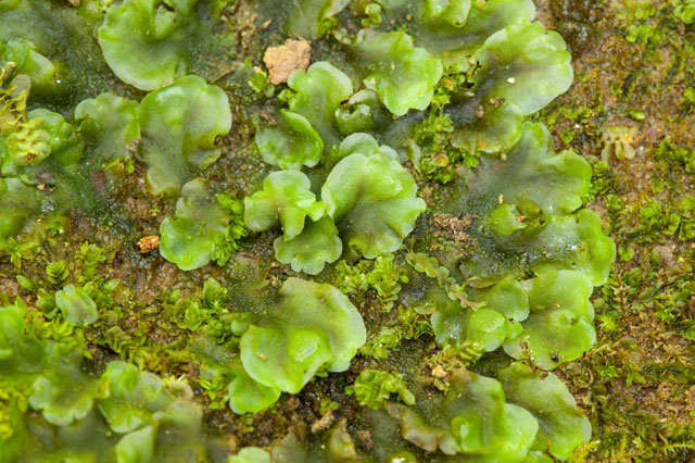 thallose liverwort