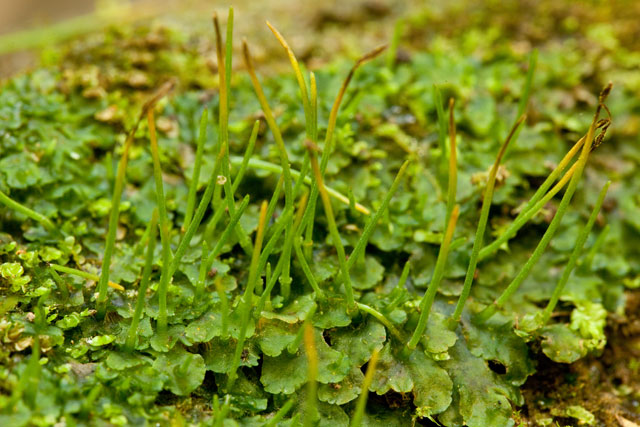 Phaeoceros laevis hornwort