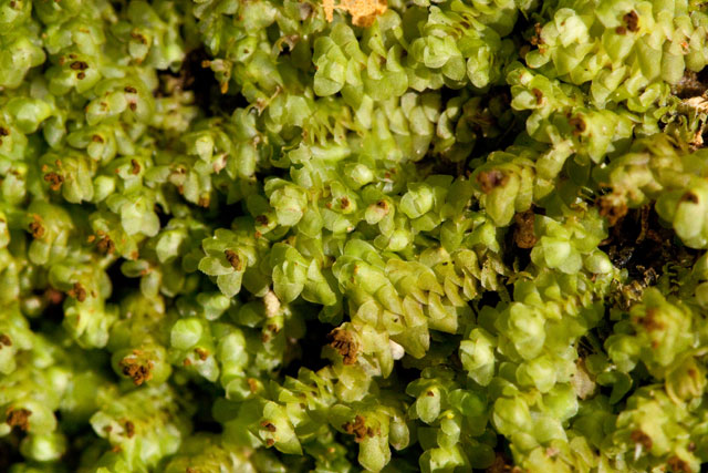 leaft liverwort