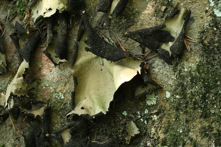 Umbilicaria Umbilicaria