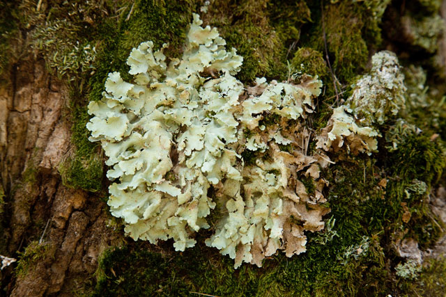 macrolichen-corticolous
