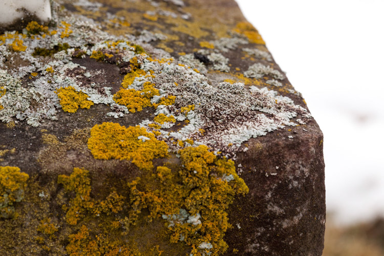 Physcia phaea substrate