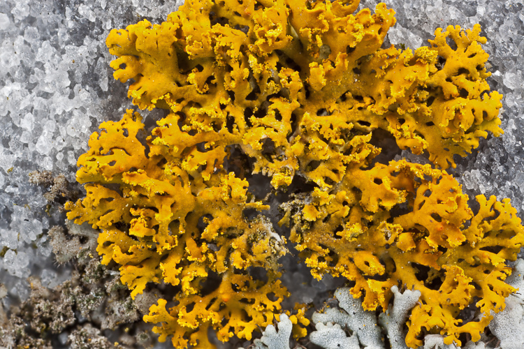 Xanthomendoza fallax photo by Bob Klips