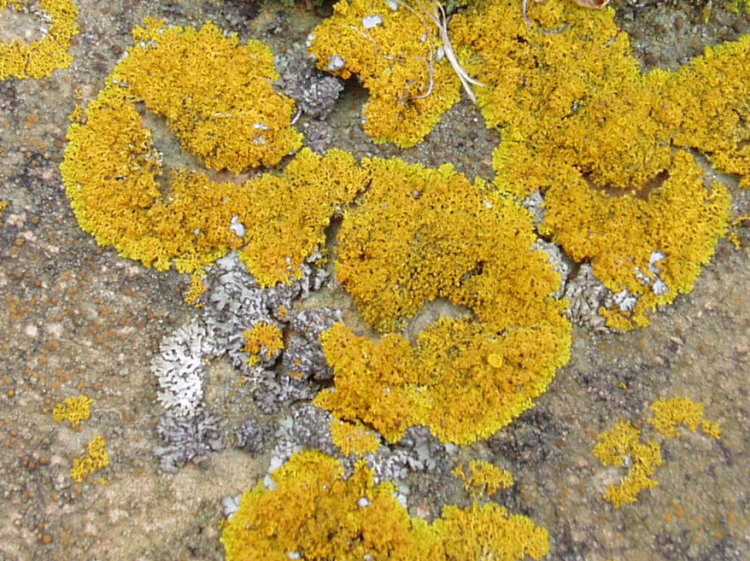 Xanthomendoza species