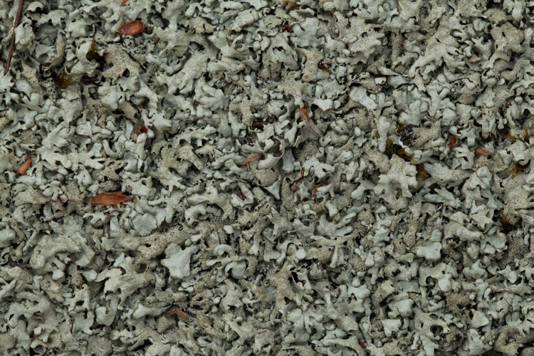 Xanthoparmelia conspersa