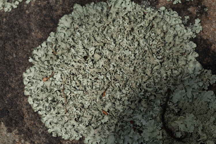 Xanthoparmelia conspersa