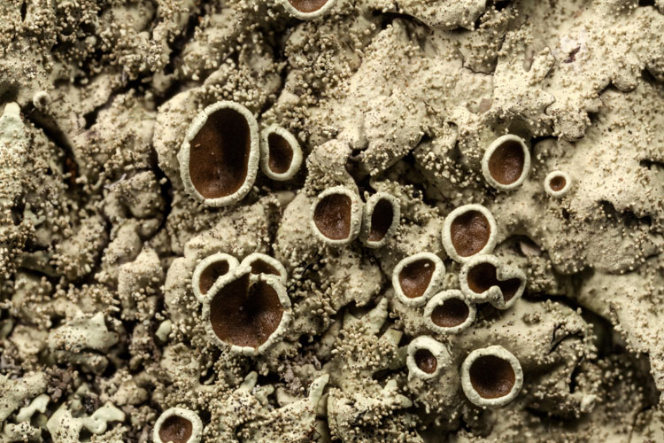 Xanthoparmelia plittii apothecia photo by Bob Klips