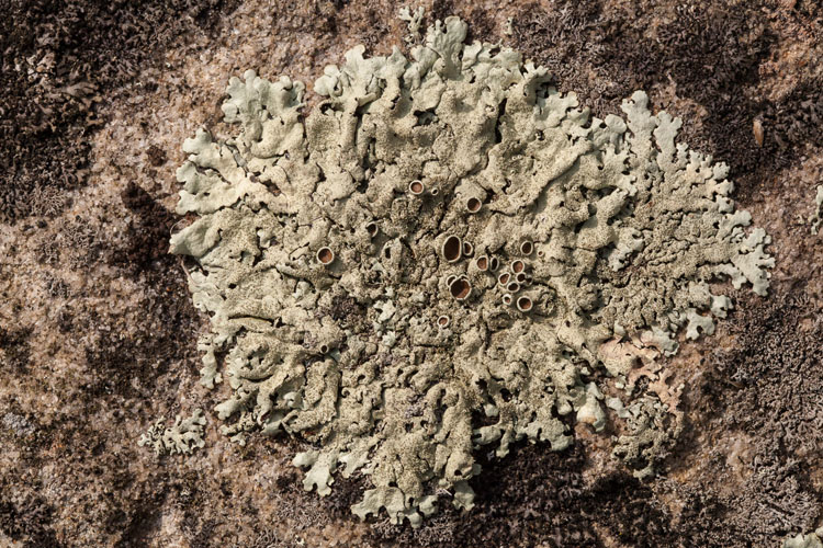 Xanthoparmelia plittii photo by Bob Klips
