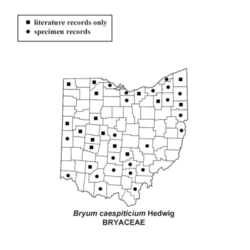 Bryum-caespiticium-simplemap