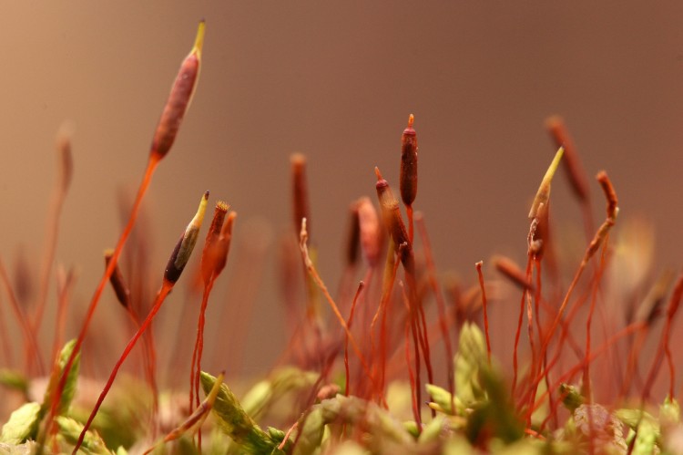 Entodon seductrix photo by Bob Klips