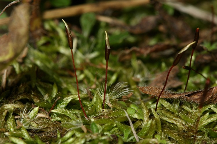 Entodon seductrix photo by Bob Klips