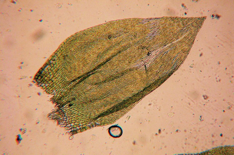 Entodon seductrix photo by Bob Klips