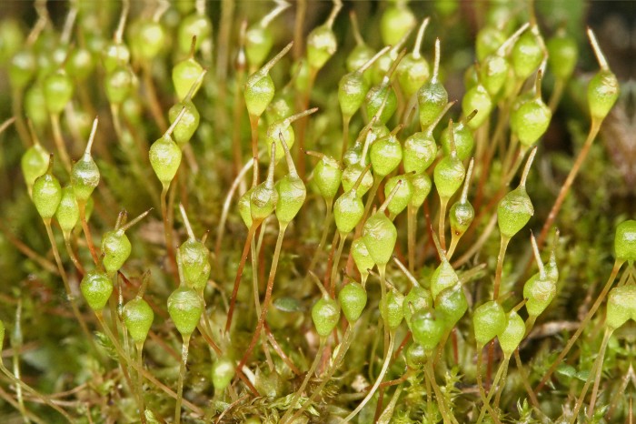 Physcomitrium pyriforme photo by Bob Klips