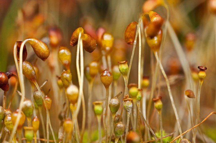 Physcomitrium pyriforme photo by Bob Klips