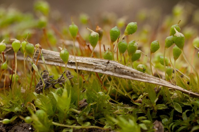 Physcomitrium pyriforme photo by Bob Klips