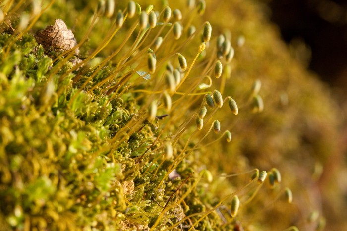 Plagiomnium cuspidatum photo by Bob Klips