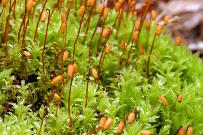 Plagiomnium cuspidatum photo by Bob Klips