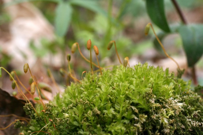 Plagiomnium cuspidatum photo by Bob Klips