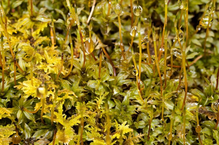 Plagiomnium cuspidatum photo by Bob Klips