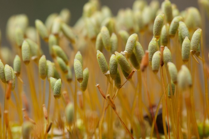 Plagiomnium cuspidatum photo by Bob Klips