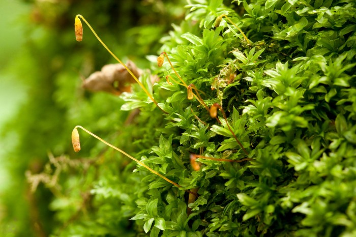 Plagiomnium cuspidatum photo by Bob Klips