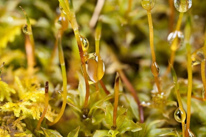 Plagiomnium cuspidatum photo by Bob Klips