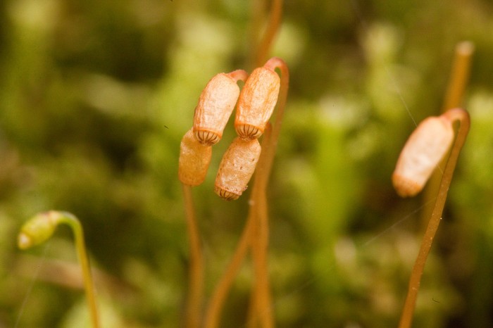 Plagiomnium cuspidatum photo by Bob Klips