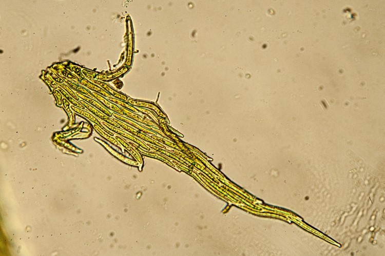 Hypnum imponens photo by Bob Klips.
